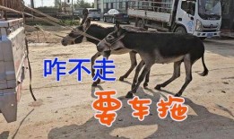 爆料二驴卖车视频,现场火爆，揭秘网红带货新潮流