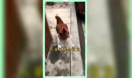 娱乐吃瓜群众酱,揭秘娱乐圈幕后故事